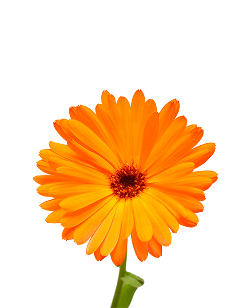 Calendula-Dried-Extract