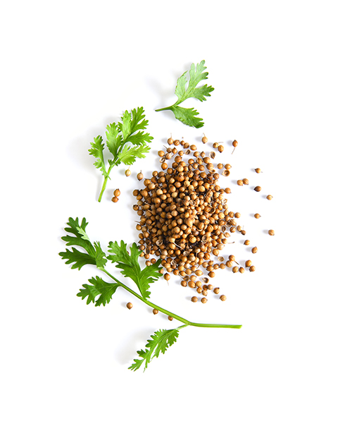 Coriander-Oleoresin